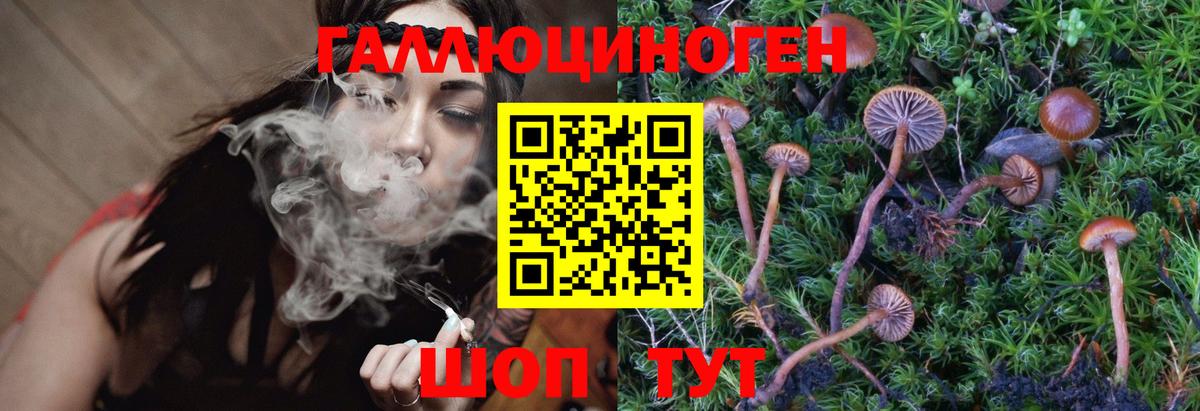 Галлюциногенные грибы Psilocybe Богородск